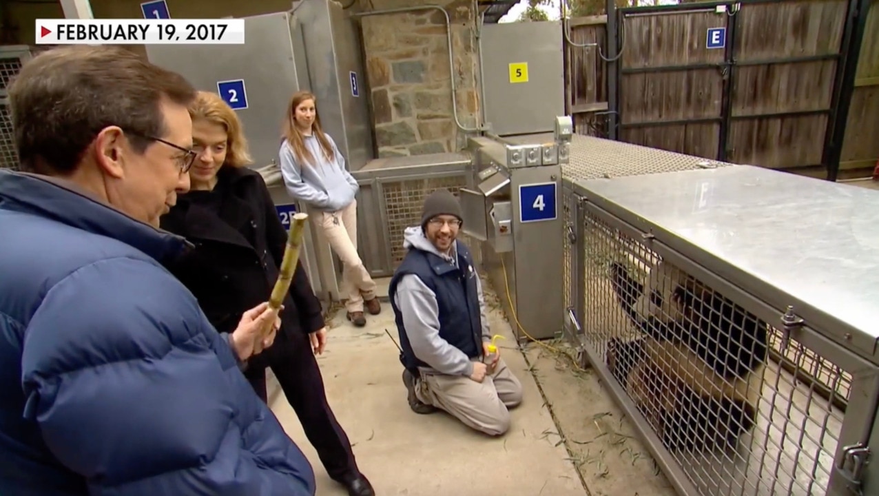 ‘3 years ago, Baba, remember?’: Chris Wallace reunites with a panda friend