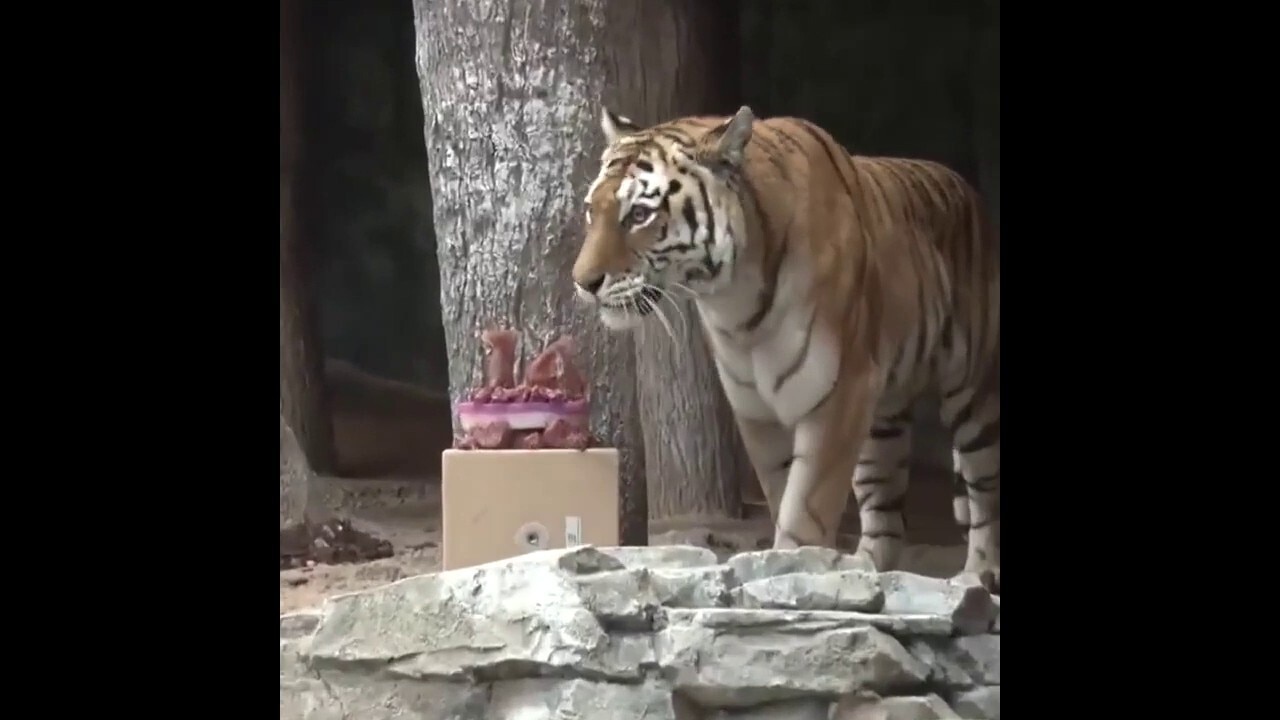 Amur tiger celebrates birthday with carnivore-friendly 'cake' in creative zoo feeding display