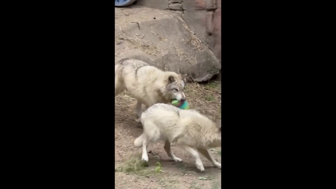 Memphis Zoo wolves celebrate birthdays with 'pupsicles' and playful bash