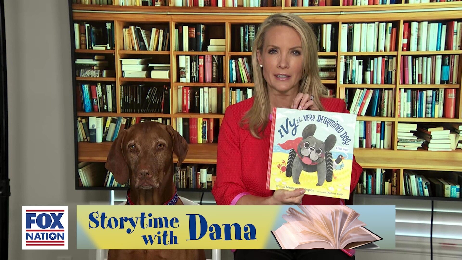 Ivy the Very Determined Dog