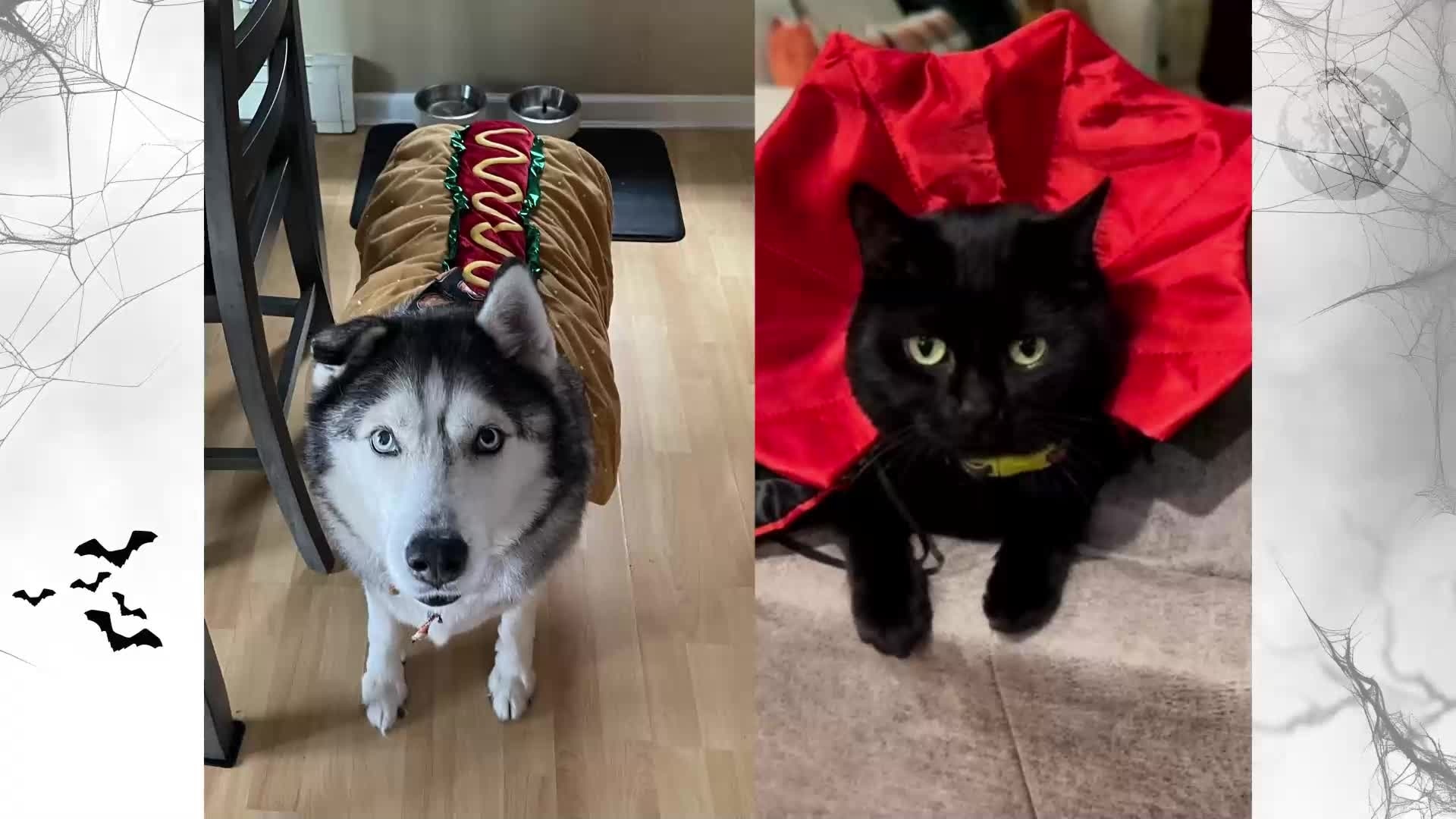 Fox Nation's Pet Photo Spooktacular