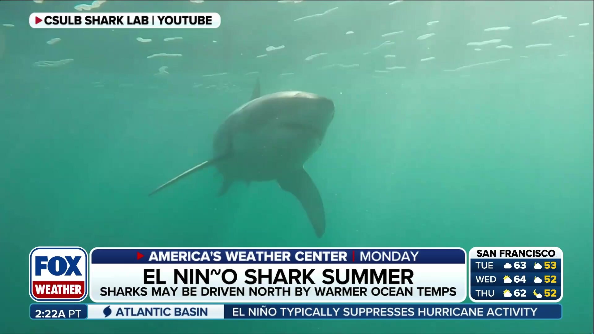 El Niño Could Bring More Sharks to California