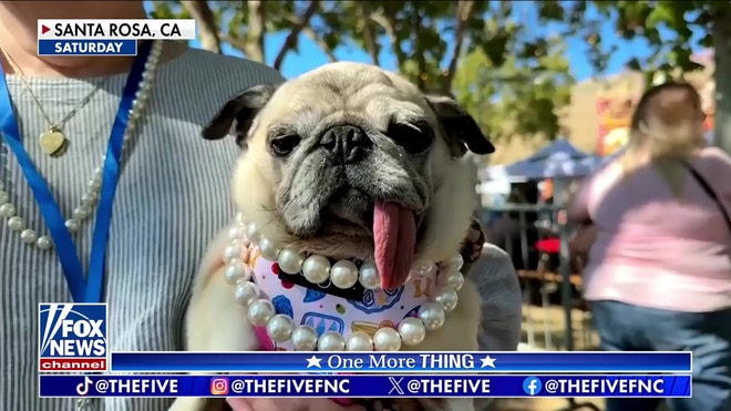 'The Five' hosts react to world's ugliest dog