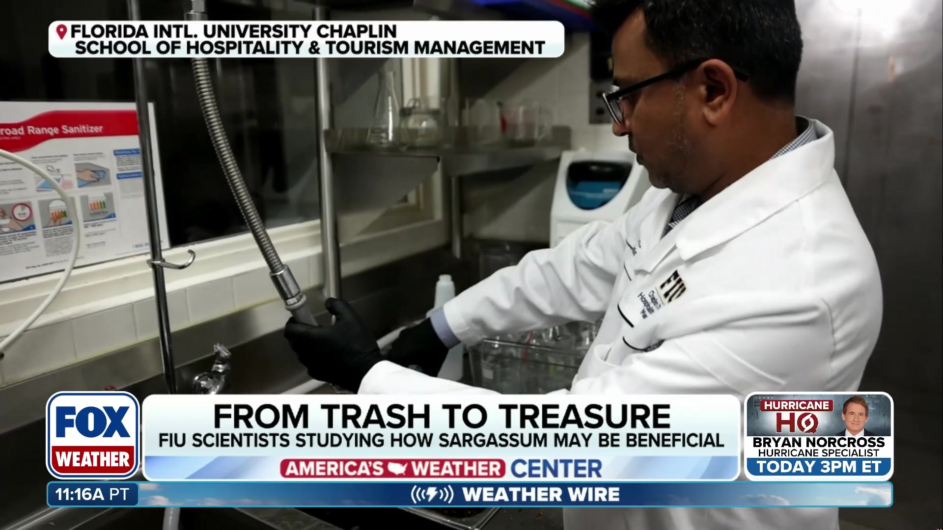 FIU Scientists Extract Food-Grade Alginate from Sargassum