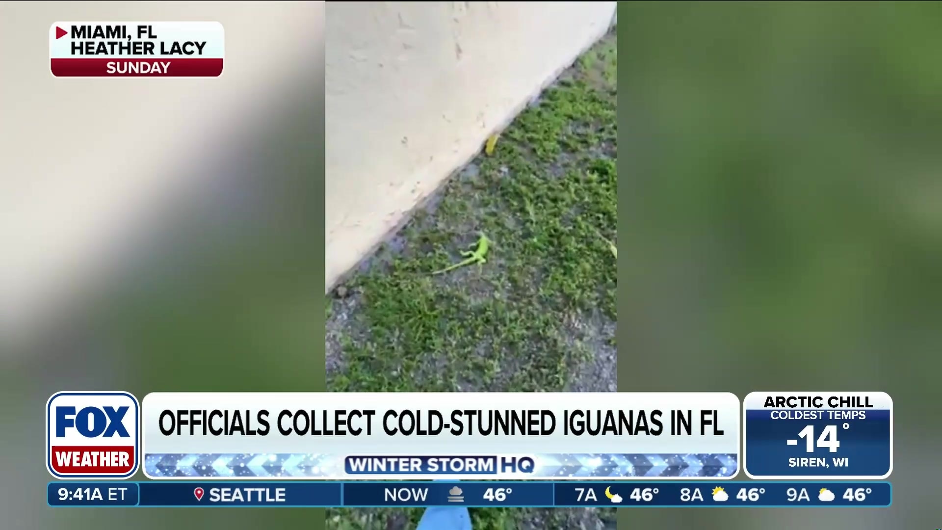 Officials collect cold-stunned iguanas in Florida amid record cold
