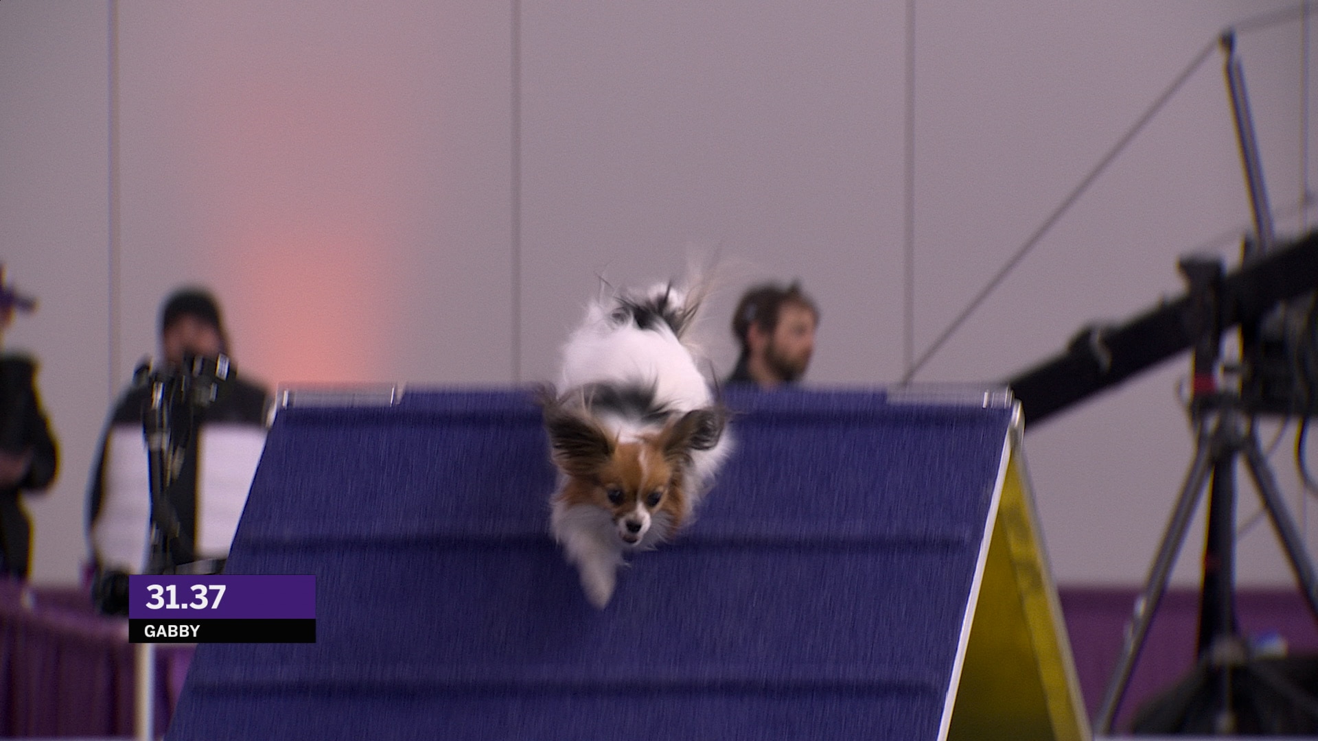 Gabby the Papillon wins the 8