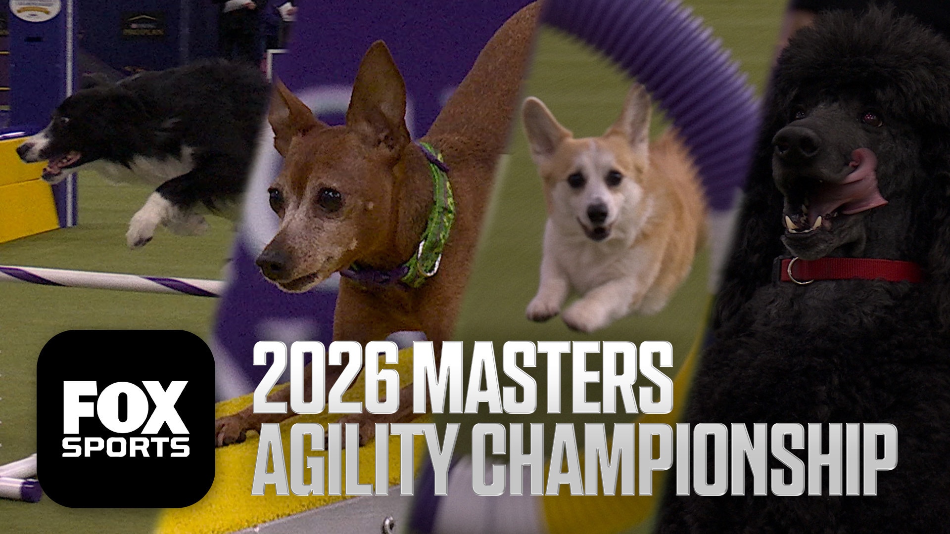 2026 Masters Agility Championship 🐕 FULL Competition 🍿 Westminster Dog Show