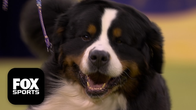 The Working Group 🐕 2026 Westminster Dog Show