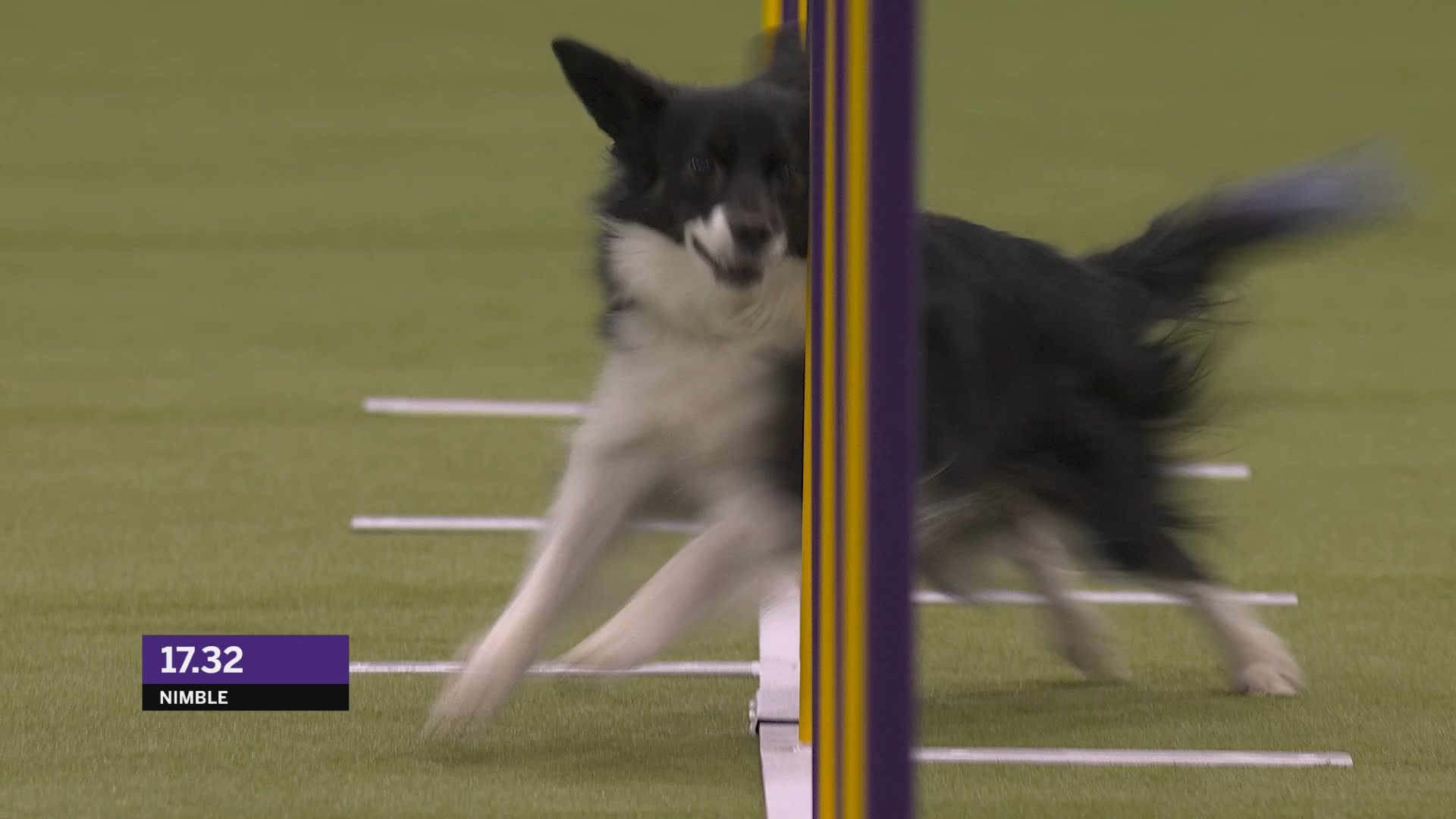 Comet the Shih Tzu wins the WKC Toy Group | Westminster Kennel