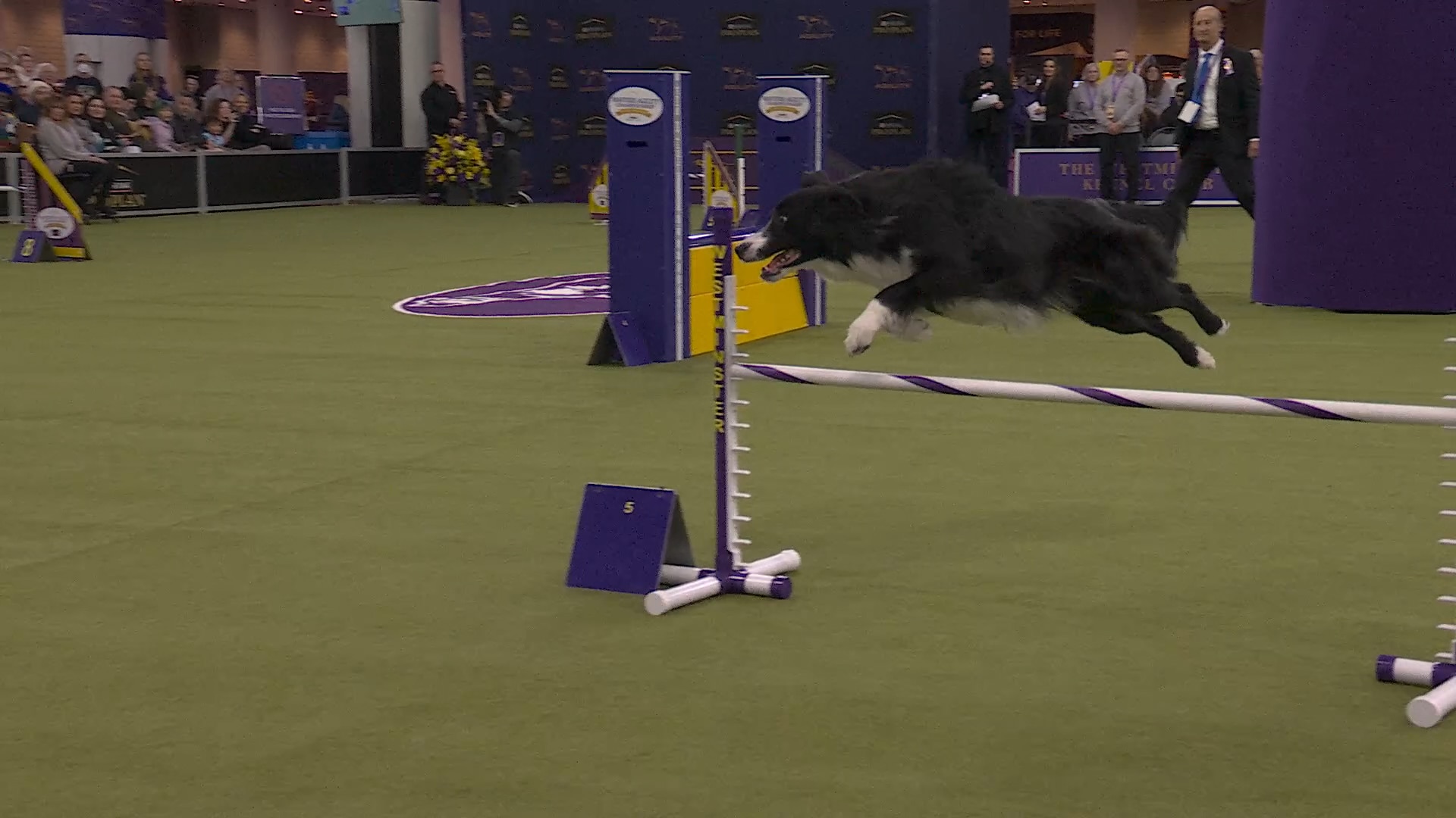 Comet the Shih Tzu wins the WKC Toy Group | Westminster Kennel