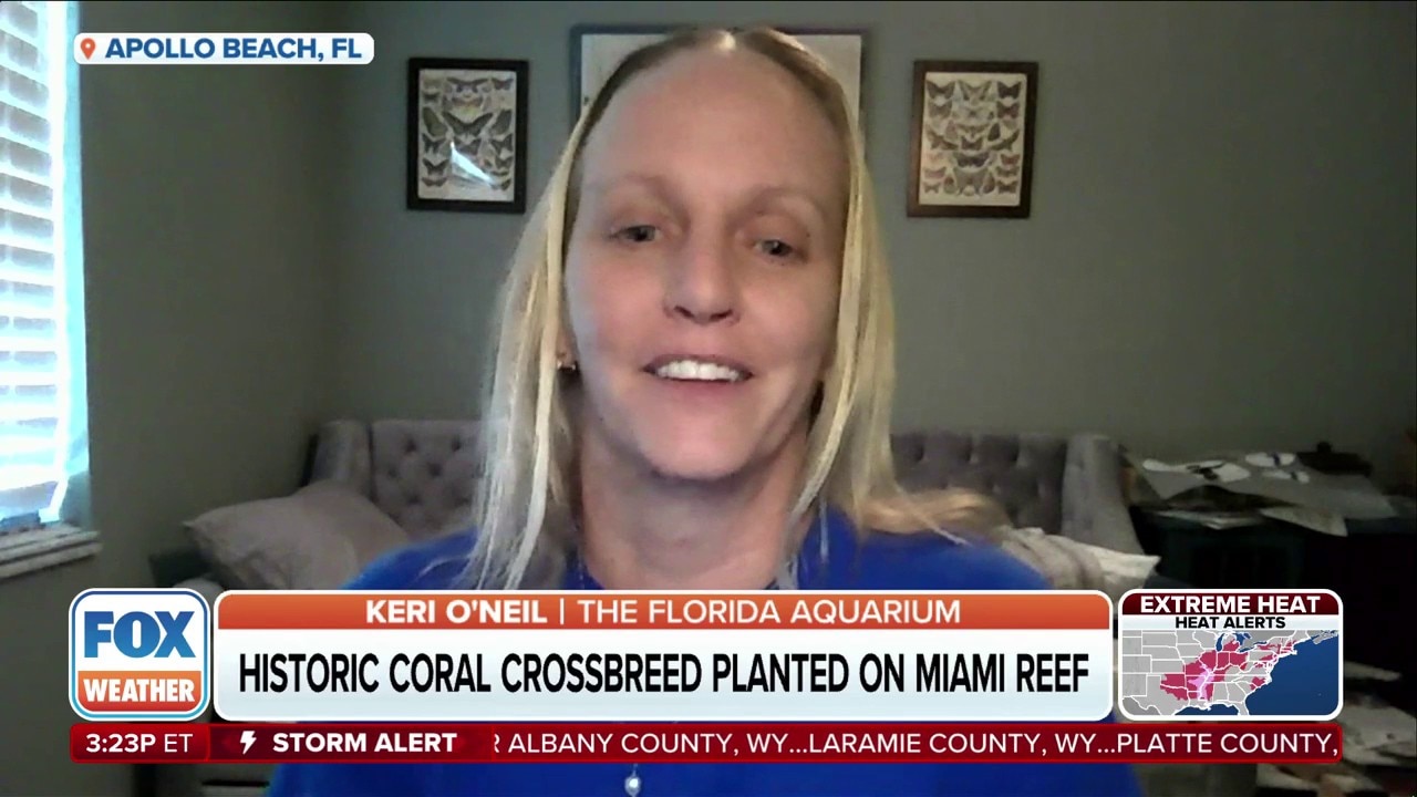 Scientists successfully crossbreed coral from Florida and Honduras to plant on Miami reef to help protect the coast from storms