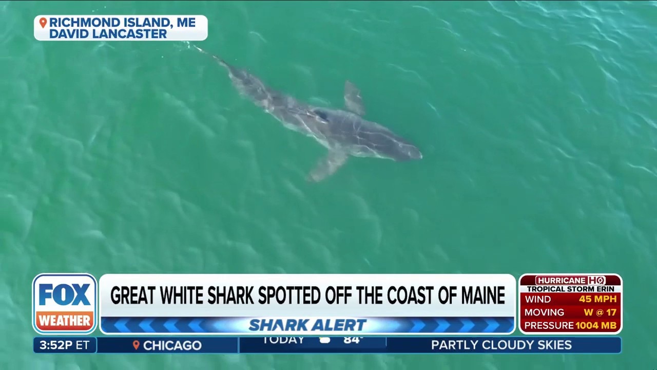 Beachgoers on alert after shark spotted off the coast of Maine