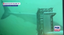 First time ‘elusive’ white shark filmed in Rhode Island waters
