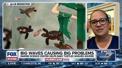 Sea turtles washed ashore by powerful waves kicked up by hurricanes Imelda, Humberto