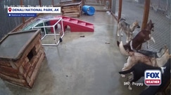 Rambunctious sled dog pups at Alaska national park 