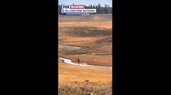 Watch: Tourist gets up close and personal with grizzly bear in Yellowstone