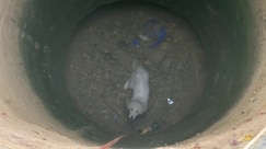 Young dog saved after falling into an abandoned well 