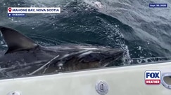 OCEARCH tags white shark 'Ripple' off coast of Nova Scotia