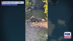 Watch: Crocodile goes head-to-head with alligator in Florida