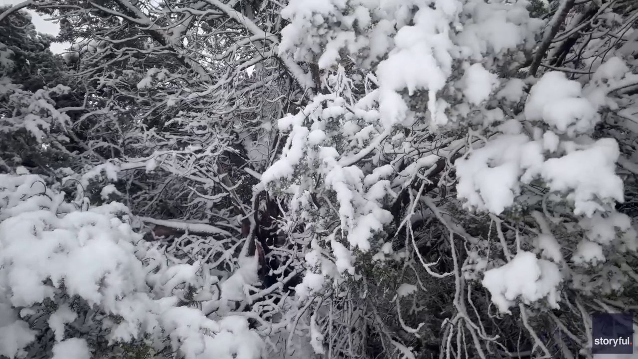 Watch: Texas Panhandle transformed by the snow 