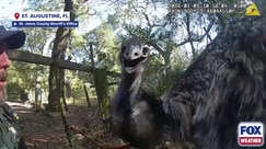 Watch: Emu 'arrested' after escaping owners in Florida