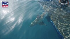 'Penny' the young white shark tagged off North Carolina in 2023