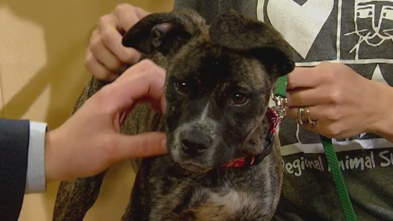 Pet of the Week: Willow
