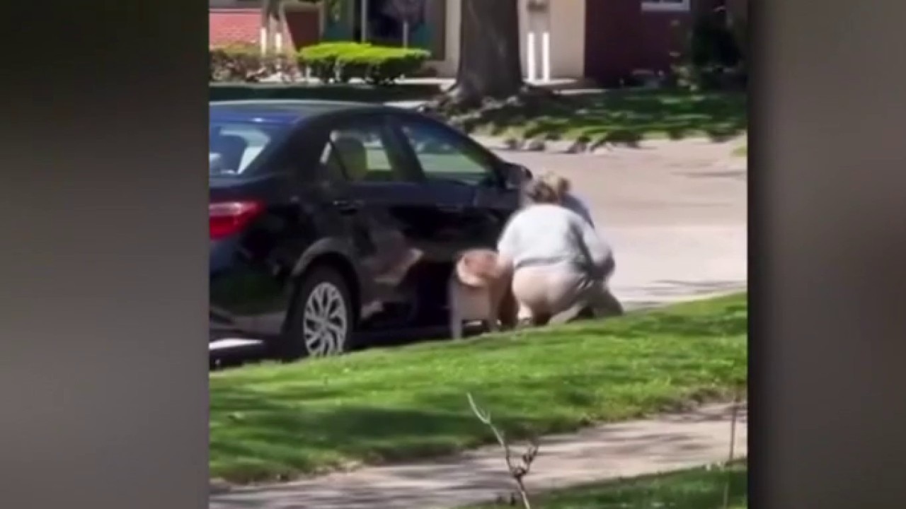 Pet sitter who allegedly beat dog on camera under investigation by Warren police
