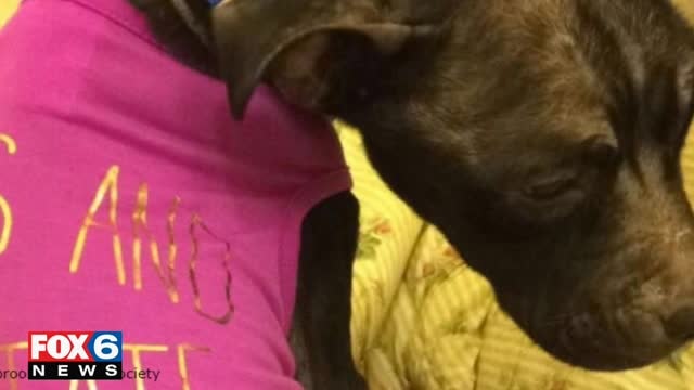 Help Gracie the dog