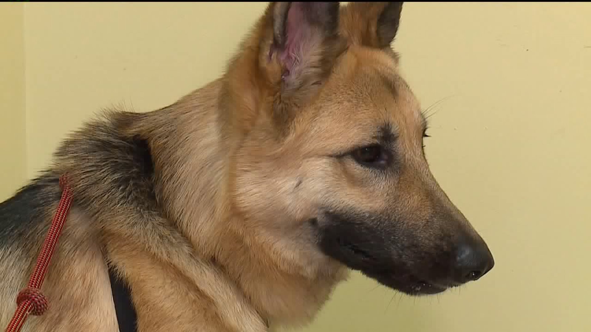Meet Roxy the German Shepherd! #WhyNotMePets
