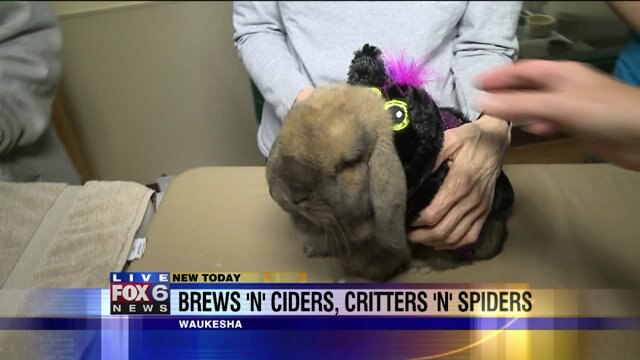 Overview of HAWS` Brews`N`Ciders event with a special pet costume show