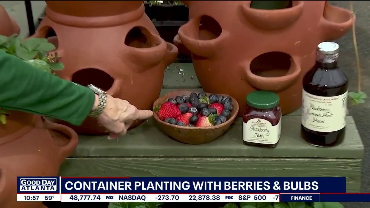 Pike nursery gives tips for container planting with berries and bulbs