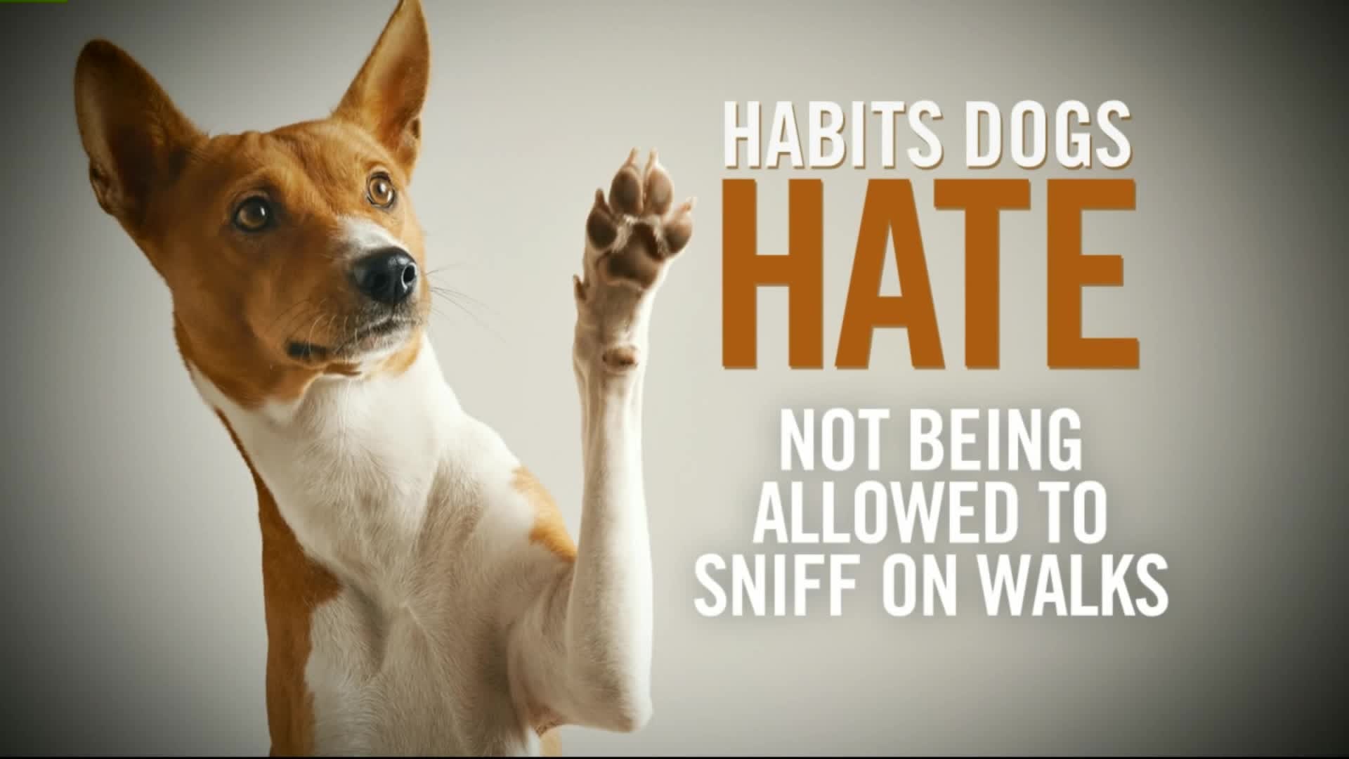 Habits dogs hate