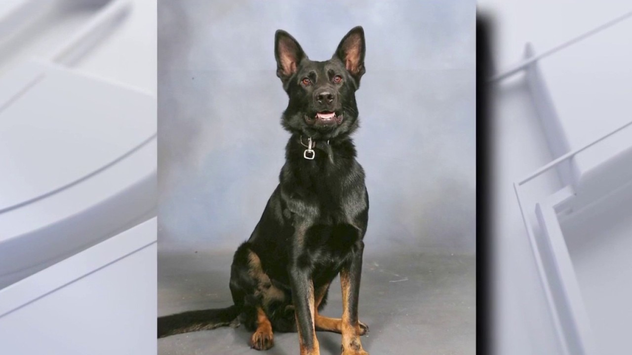 Polk County k9 recovering after shooting 