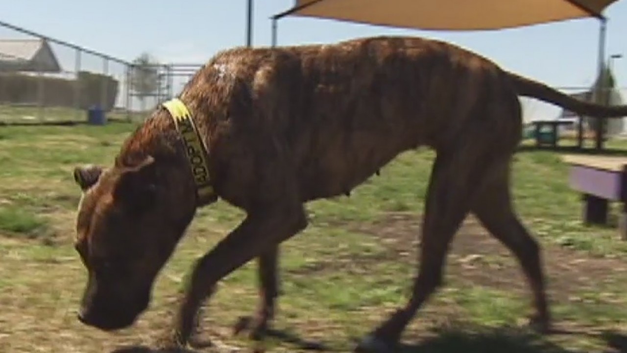 K9 Nose Work training