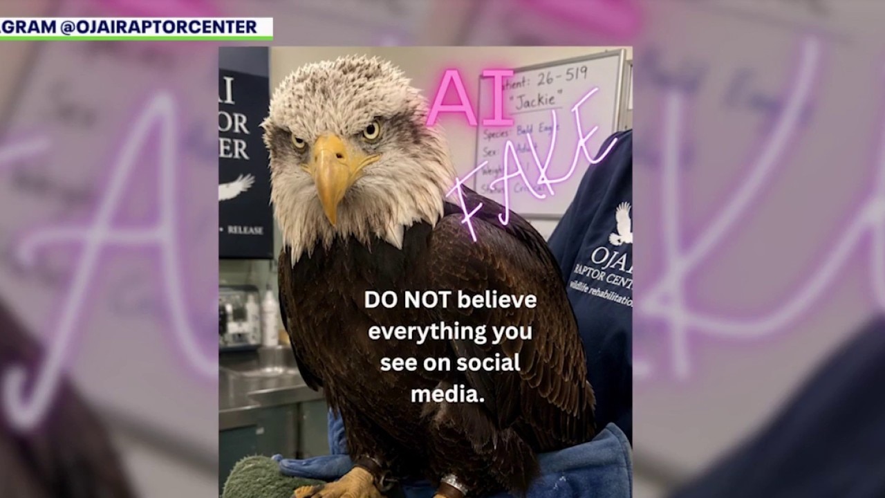 Do not share fake images of Jackie the bald eagle
