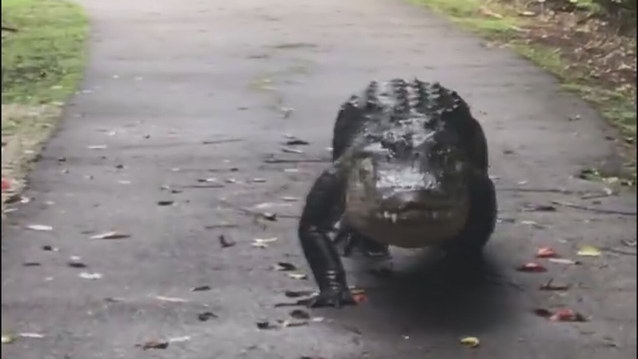 Giant gator takes a stroll down Tamiami Trail