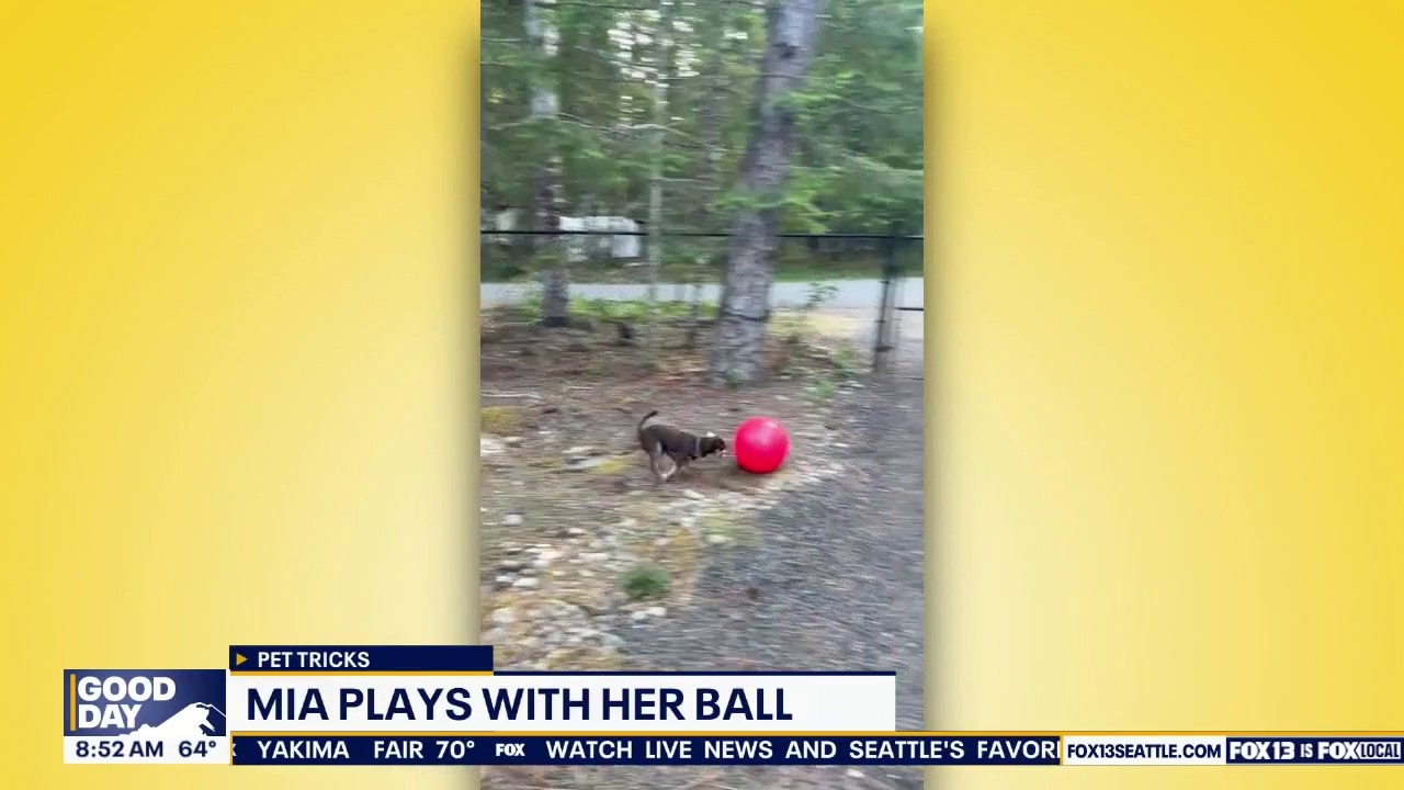 Pet Tricks for Monday, July 20