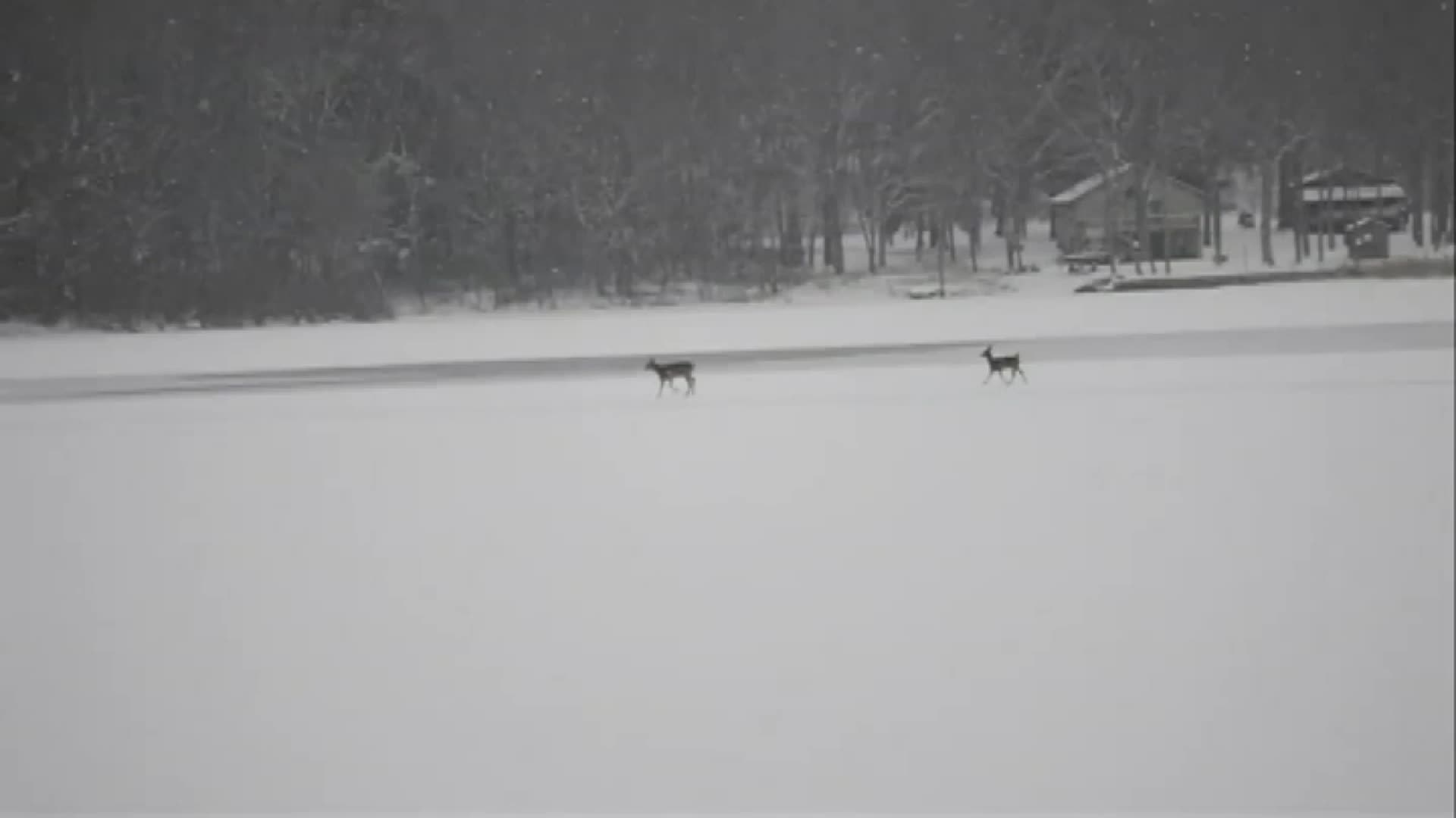 Neighbors work to save deer courtesy: Casey Hargrave
