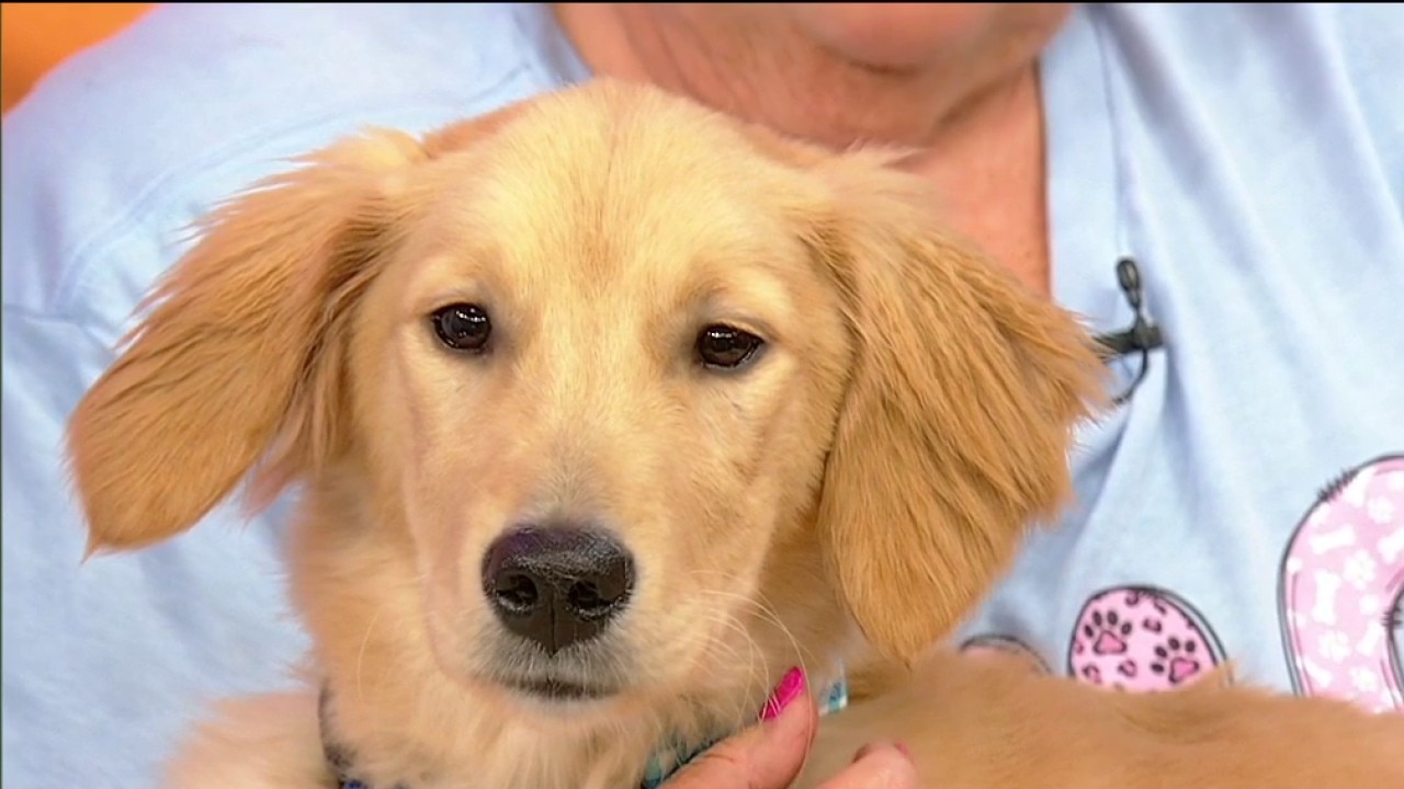Pet of the Day: Cooper Casey