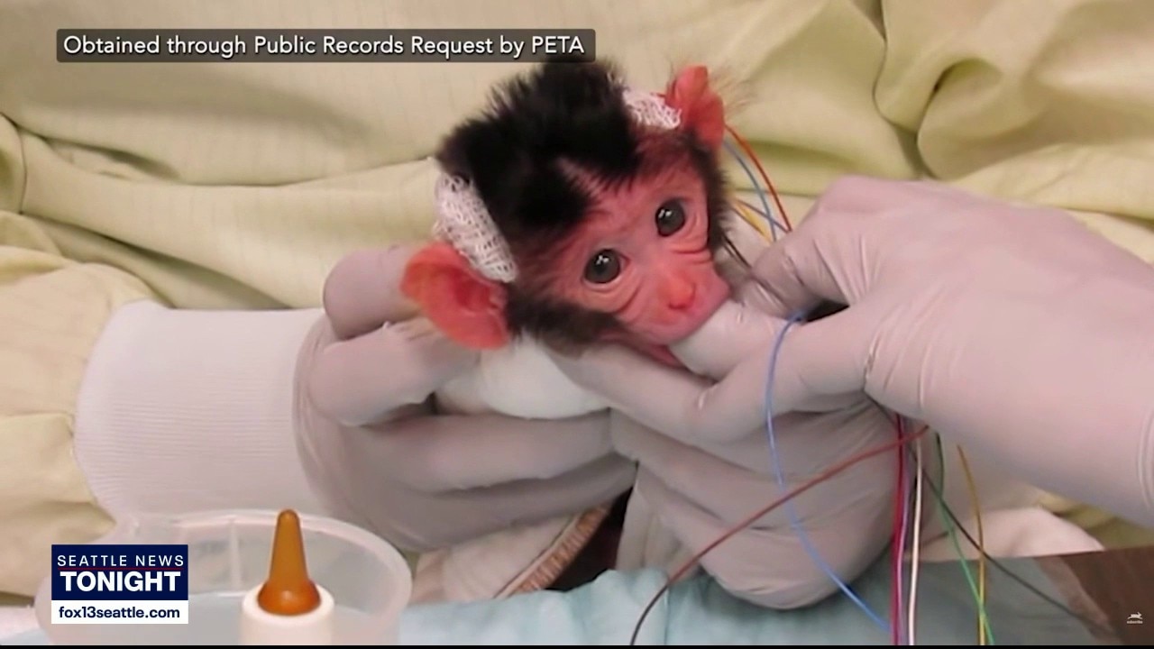 Disturbing video of infant monkeys at UW lab reignites debate over primate research