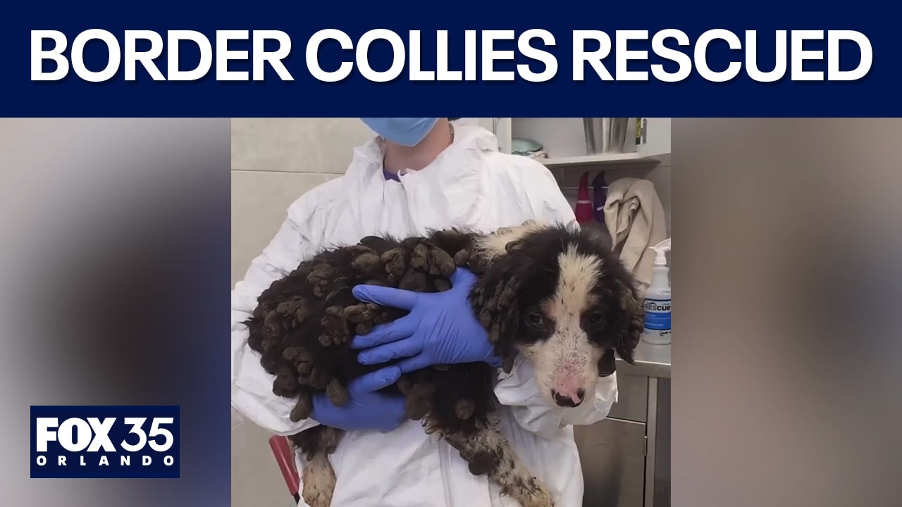Humane society caring for rescued border collies