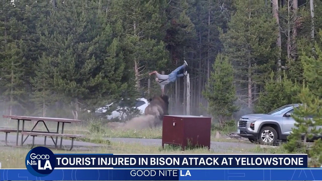 Bison charges at man, sends him flying