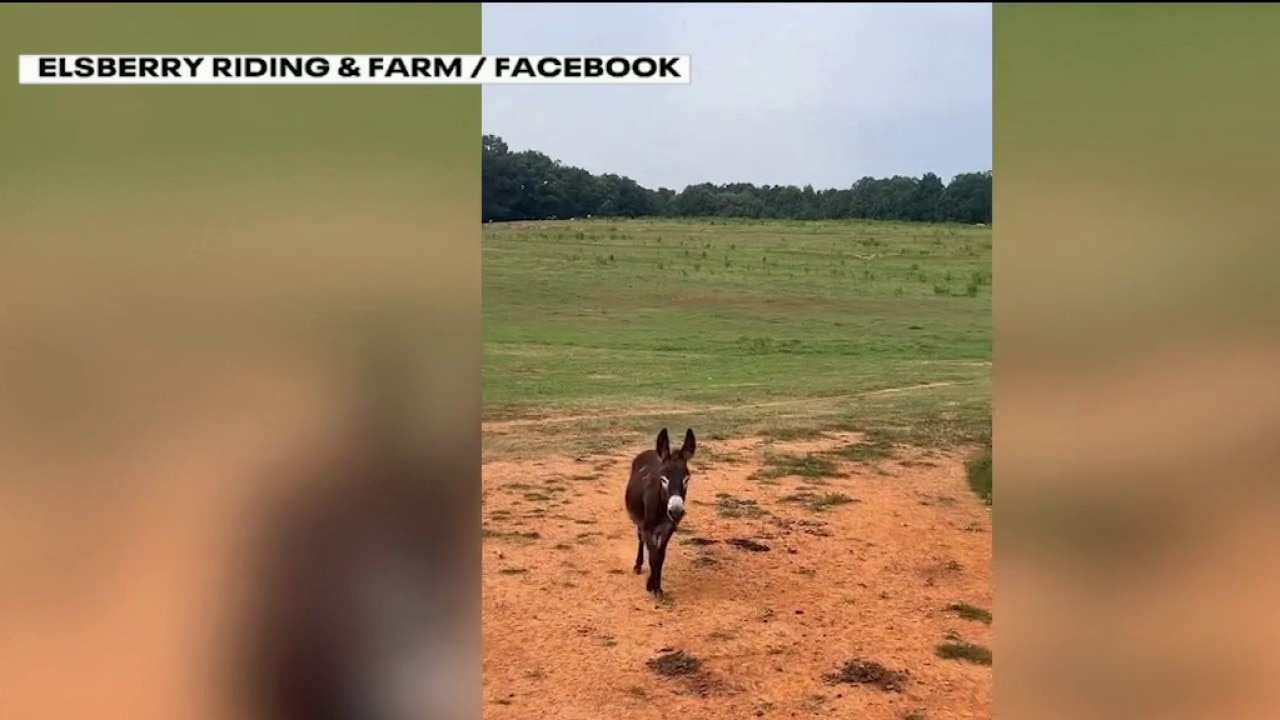Owner of killed donkey sends cease-and-desist letter