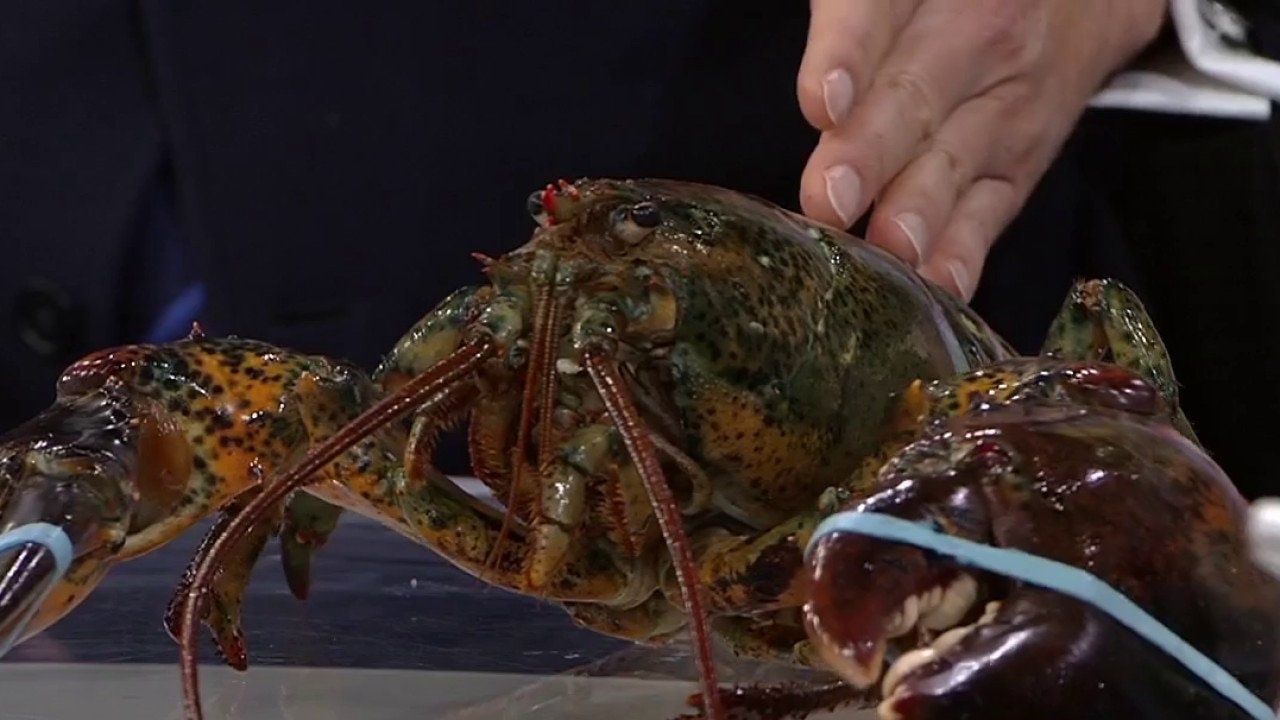 Lobsterboys on following sustainbility measures
