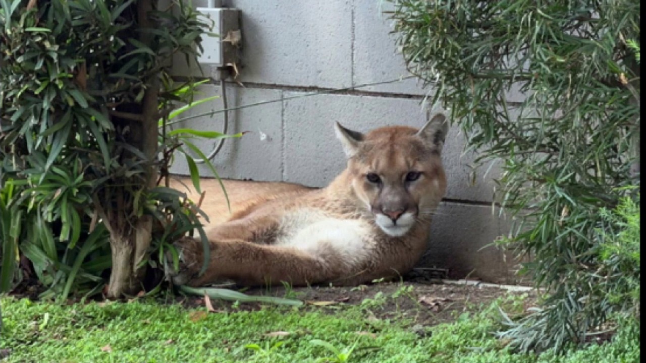 Mountain lion spotted in Pasadena neighborhood