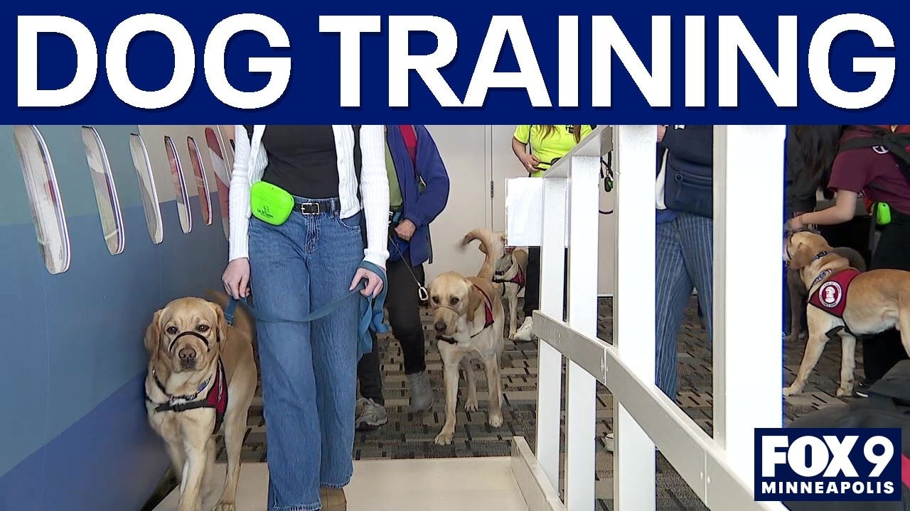 Service dogs train at MSP Airport