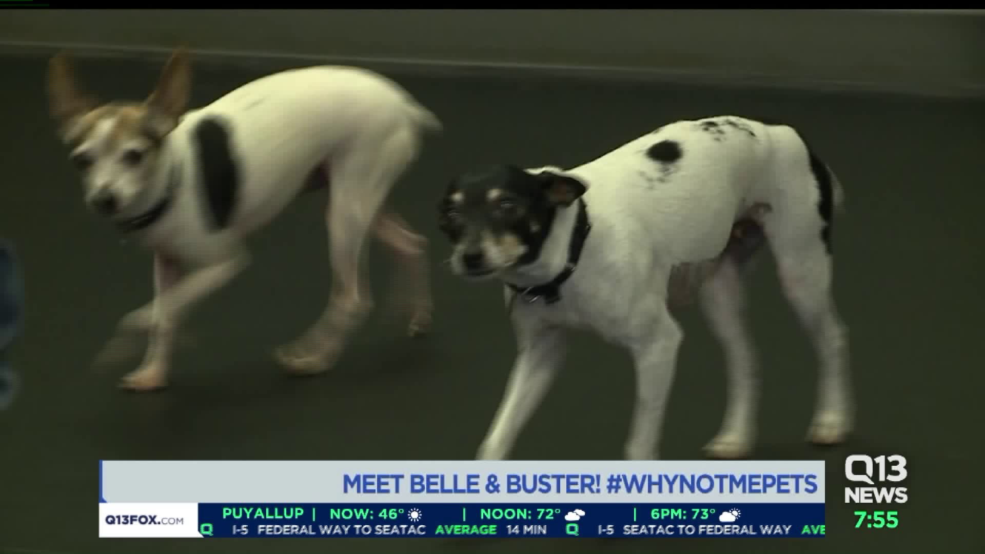 Meet Belle and Buster! #WhyNotMePets