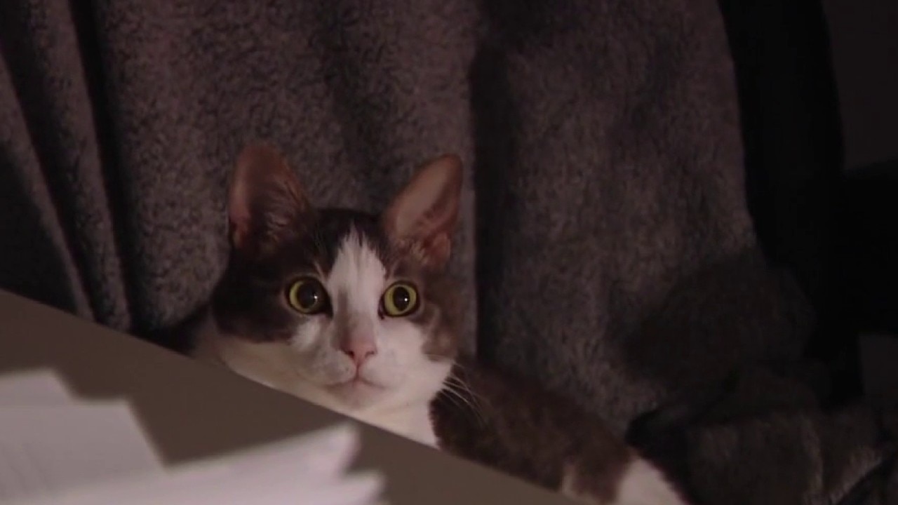 Meet Hot Cheeto at Austin Humane Society!
