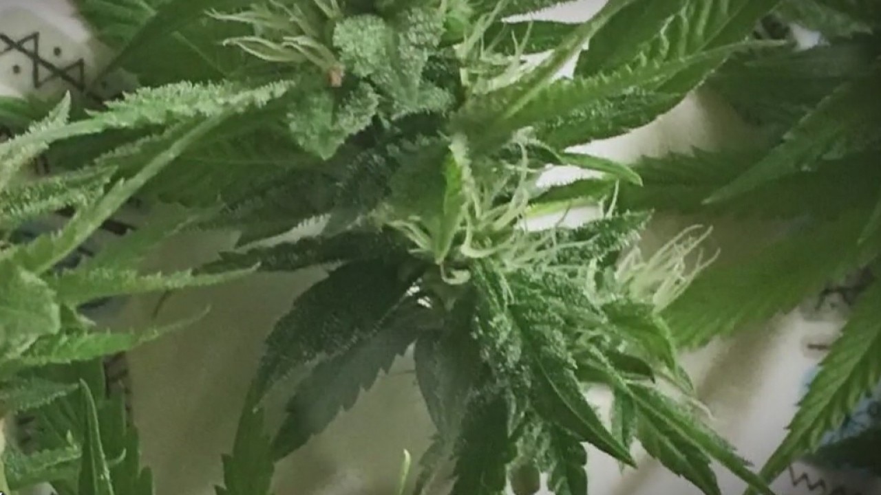 Legal hemp could affect Texas' drug detection dogs